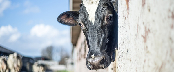 Rabobank: dairy can learn from non-dairy